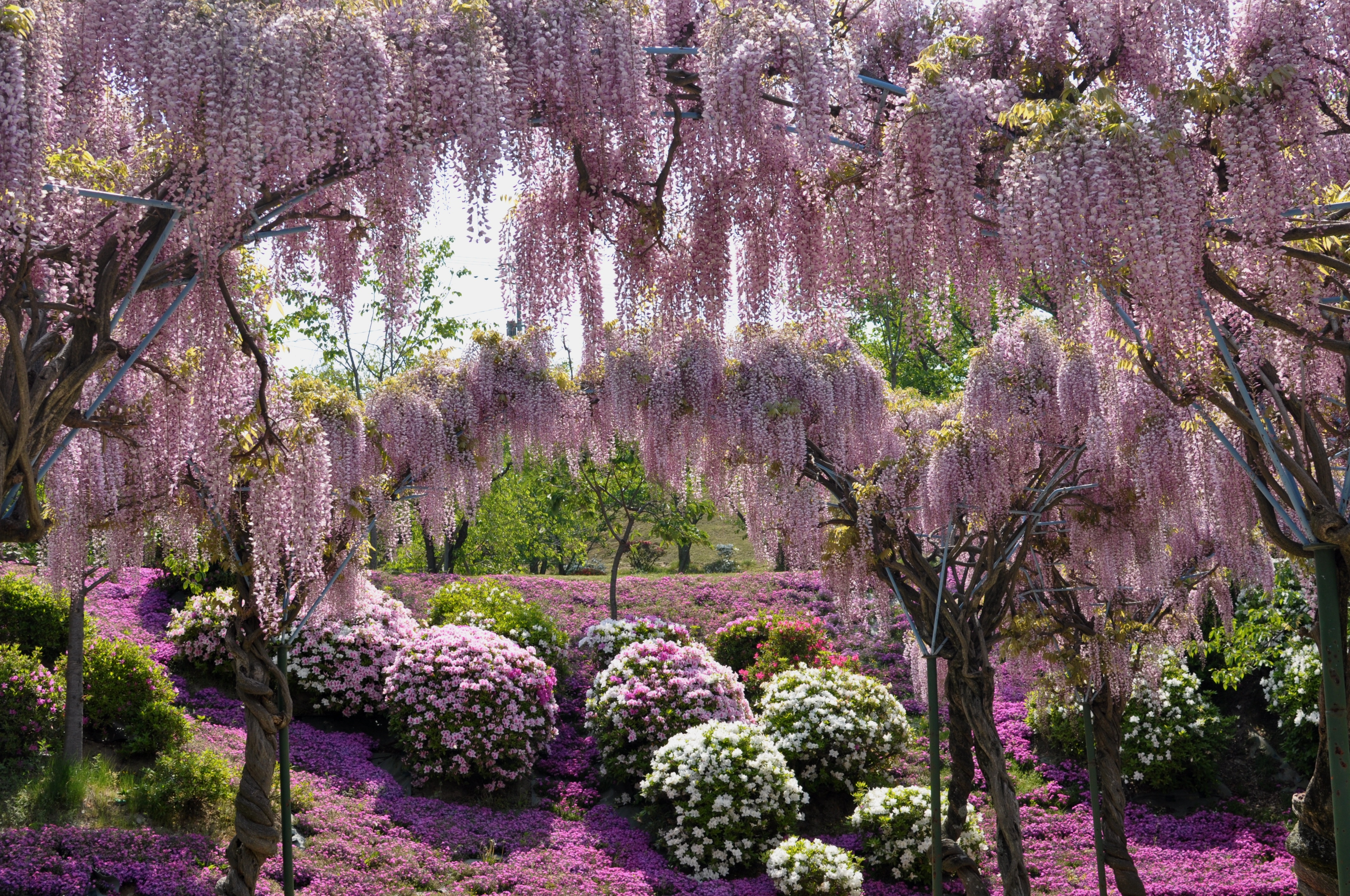 千光寺公園の藤棚