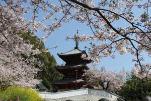 三重の塔と桜