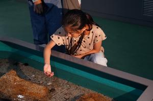 ふれあいコーナーで水槽に手を入れている女の子の写真