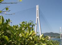 多々羅大橋を見下ろして